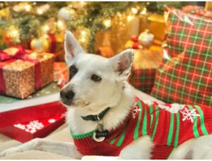 Suéter Navideño para Perros 